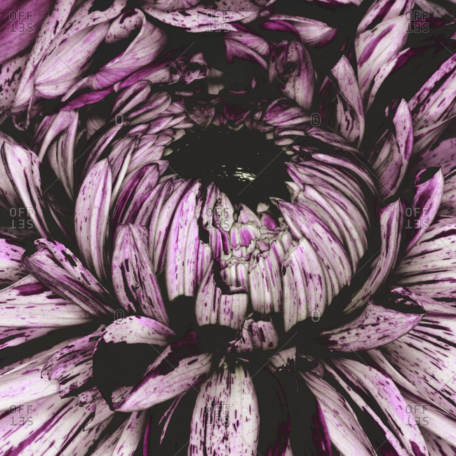Center of a purple flower blossom