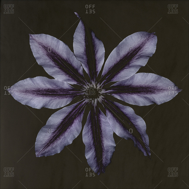 Star-shaped purple bloom