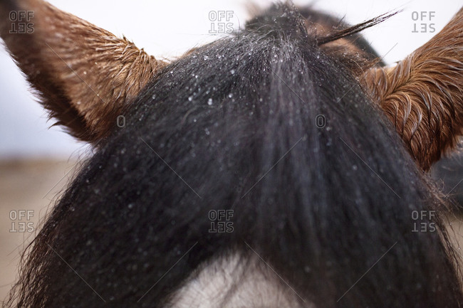 Rain drops collecting on a horse\'s head