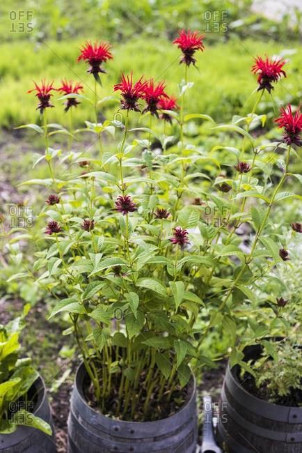 Bee balm plant in a barrel