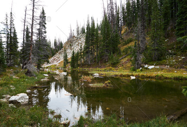 Shallow pond in mountain woods