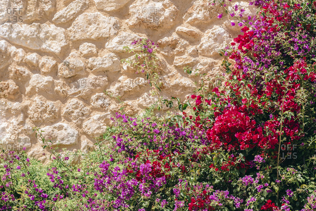 Blossoming flowers at a stone wall