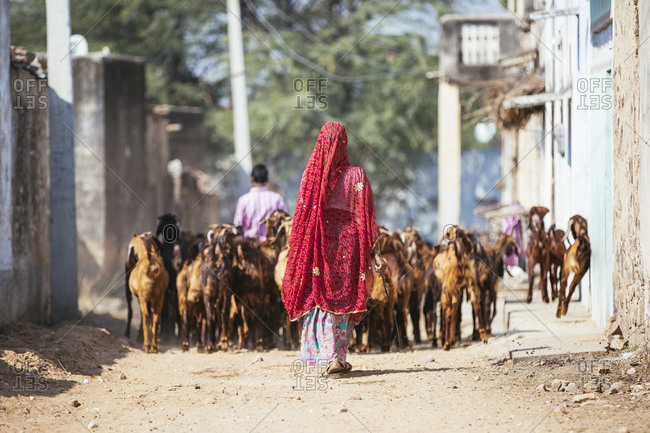 Woman herding goats in Indian village