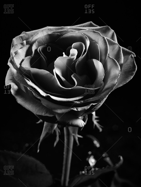 Black and white image of a rose