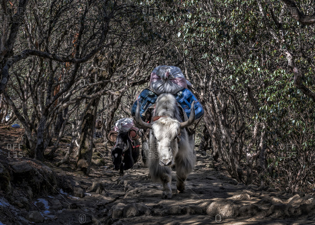 Pack animals on hiking trail, Khumbu