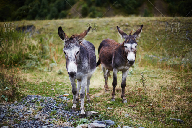 Two donkeys walking in a field