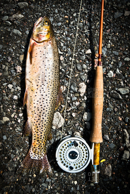 A fish lays next to a fly rod