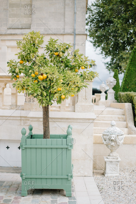 Potted fruit tree in formal mansion gardens