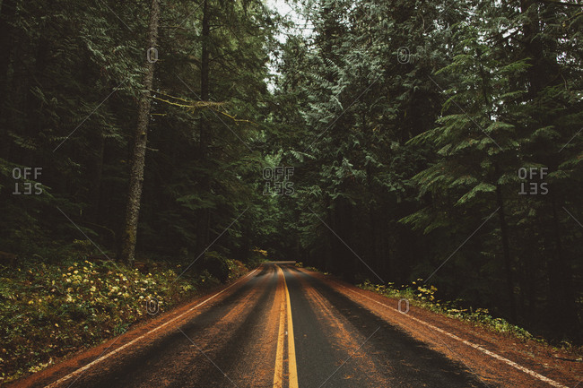 Wet road covered in pine needles through forest in Pacific Northwest