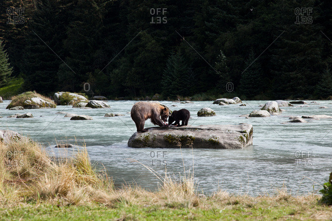 Grizzly bear, named by locals as Speedy, with one of her cubs in the Chilkoot River, Haines, Alaska