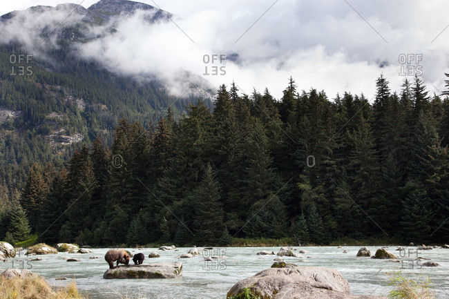 Grizzly bear and cub feeding on rock in Chilkoot River, Haines, Alaska