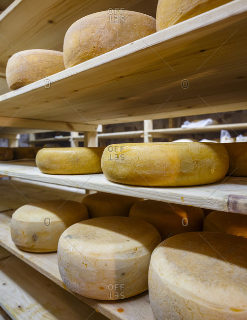 Wheels of cheese aging on shelves at dairy farm