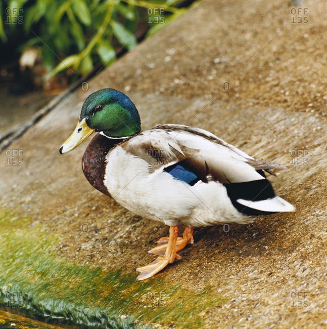 Duck, close up