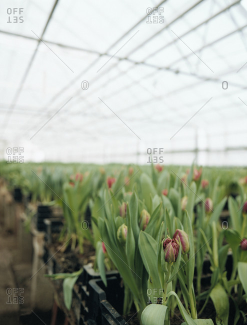 Tulips in a large green house