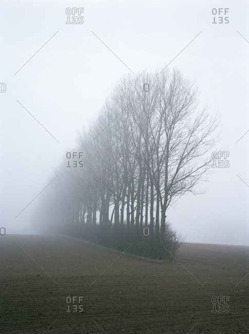 Trees in Foggy Weather