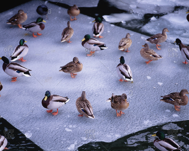Wild ducks on ice sheet