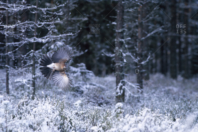 Bird flying over snow covered plants in forest
