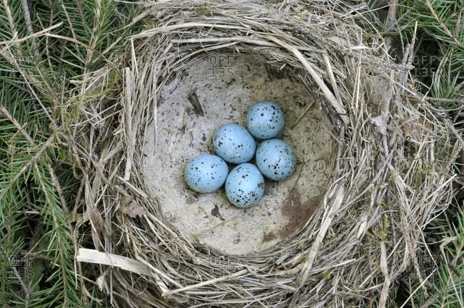 Bird\'s nest with eggs of thrush, Sweden