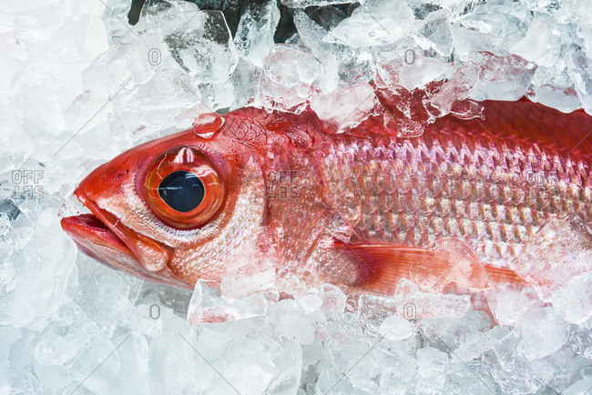 Close up of a fish on ice