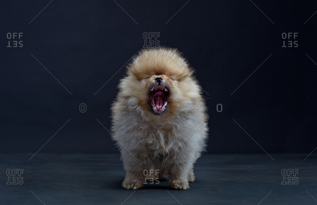 Pomeranian dog yawning
