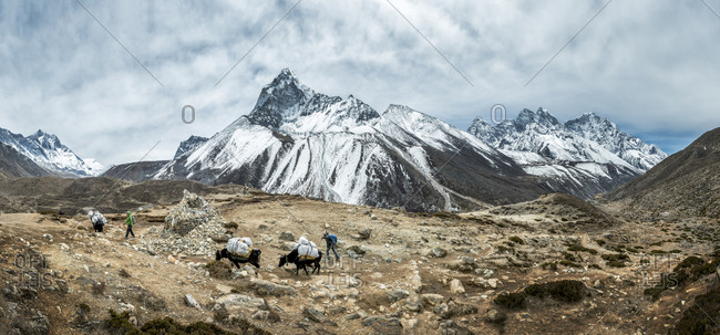 Hikers with pack animals near Ama Dablam