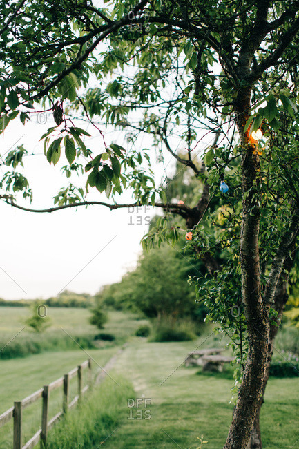 Colored light bulbs in tree in rural landscape