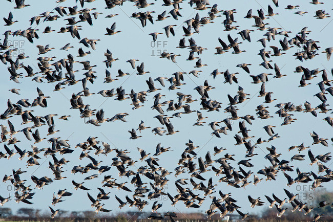 Pink footed geese flying in mid-air