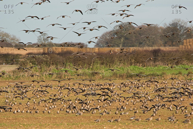 Flock of pink footed geese flying and feeding in a field