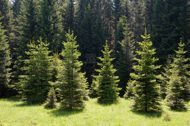 Young spruce trees, Bavaria, Germany