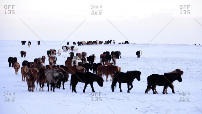 Icelandic ponies in winter