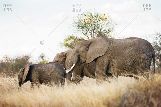 Three elephants walking in grass together
