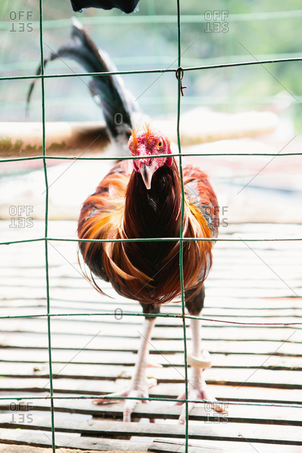 A young rooster standing behind a wire fence