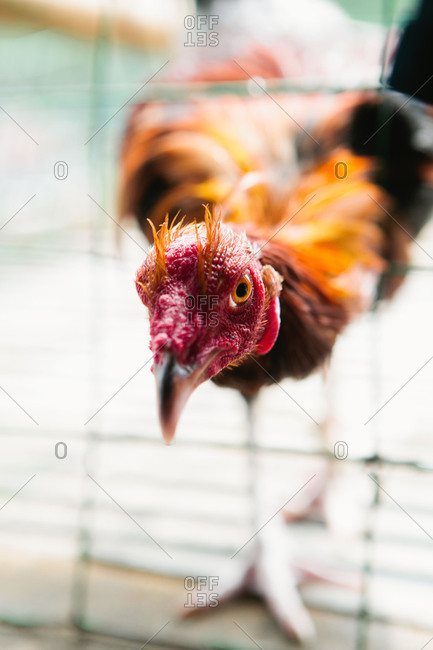 A young rooster poking his head through a wire fence