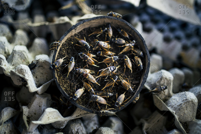 Insects swarm in Thailand