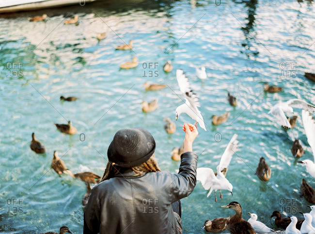 Person feeding ducks and seagulls at pond