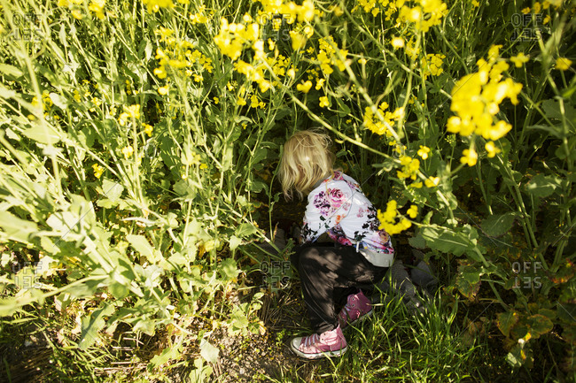 Little girl laying blanket down in a field of yellow flowers