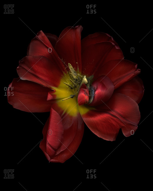 Fully open red tulip