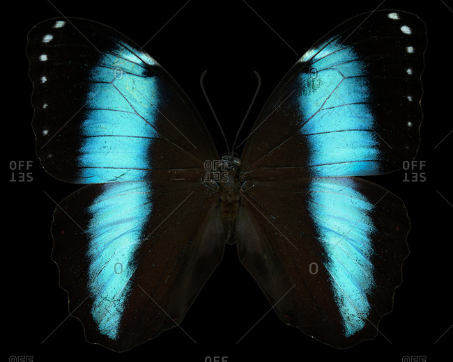 Butterfly with blue and black wings