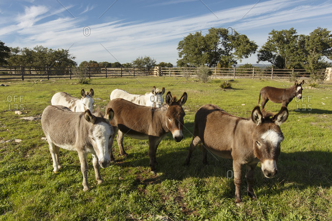 Several donkeys standing in a pasture