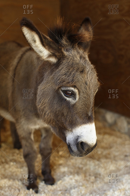 Close up of small brown donkey