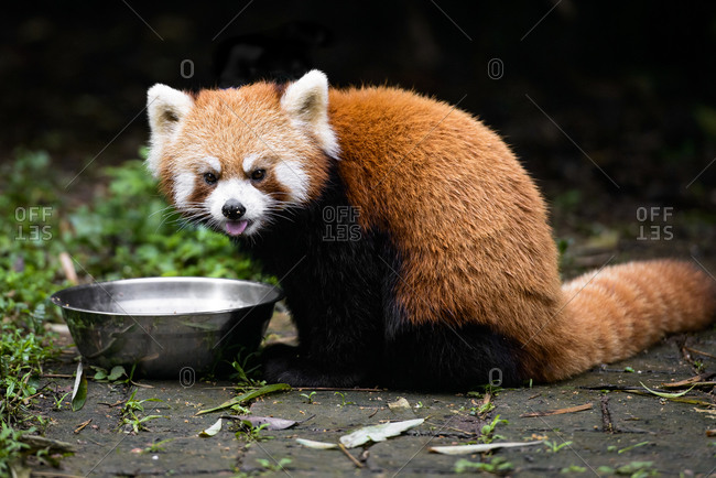 Red panda eating from a metal bowl