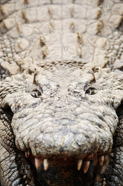 Nile crocodile (Crocodylus niloticus) cooling itself by drawing cool air into its body, Mpumulanga, South Africa