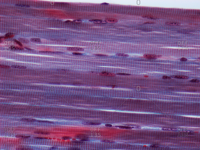 Light micrograph of a longitudinal section through skeletal muscle fibers