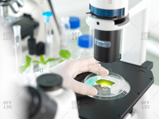 Scientist viewing plant leaf in a petri dish under a inverted microscope in a laboratory