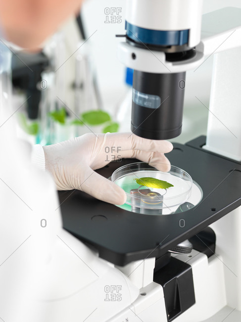 Scientist viewing plant leaf in a petri dish under a inverted microscope in a laboratory