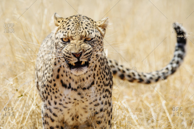 Leopard with aggressive expression