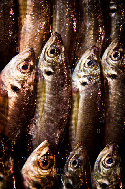 Close up of sardines in an Asian fish market
