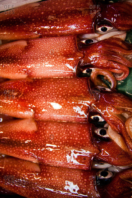 Squid on display at an Asian fish market