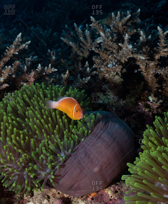 Pink anemonefish with magnificent sea anemone