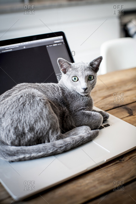 Gray cat lying on laptop